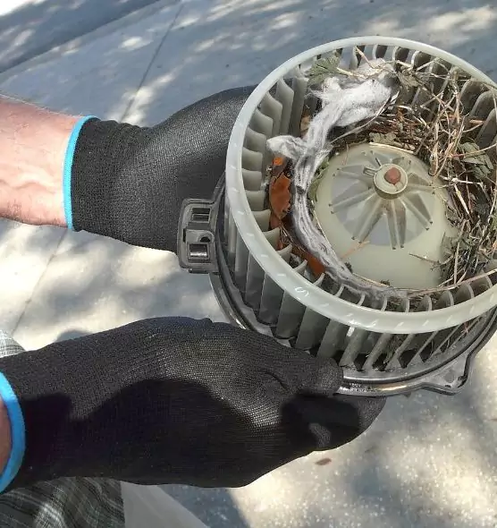 About Air Duct Mice Removal in Savannah, GA